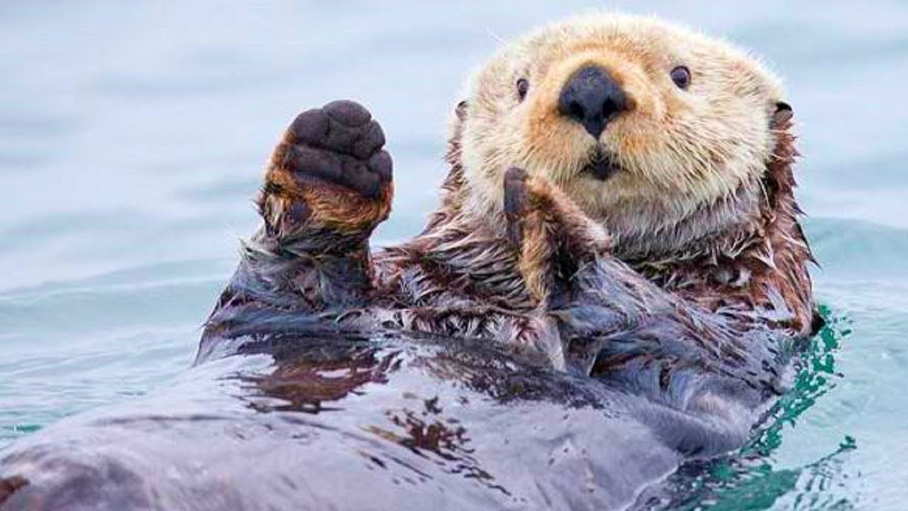 images/Otter1.jpg